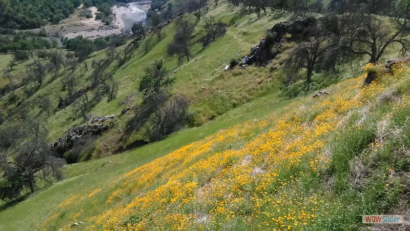 Wildflowers above the Kings River