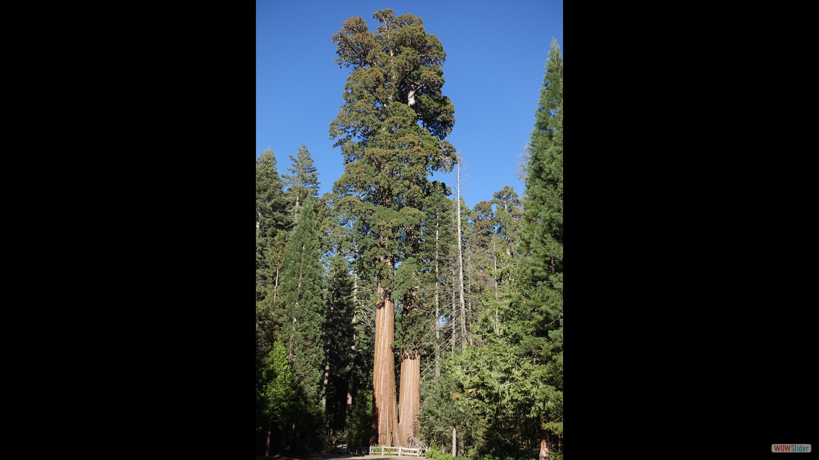 Sequoia Sentinels.