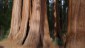 Grant Grove Sequoias.
