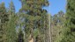 Sequoia Sentinels.